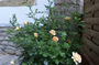CRW_6003.jpg