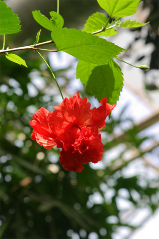 IMG_7479.jpg